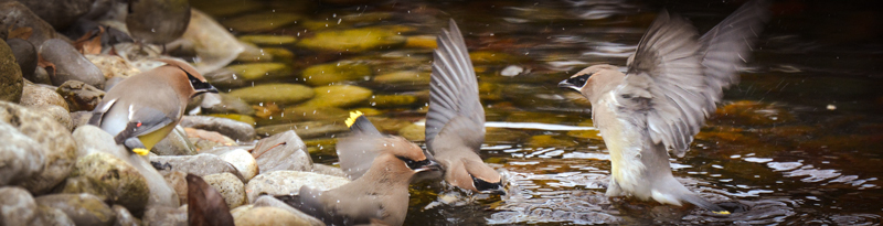 cedar waxwings splash in a puddle