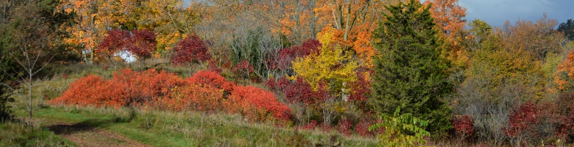 restoration sites