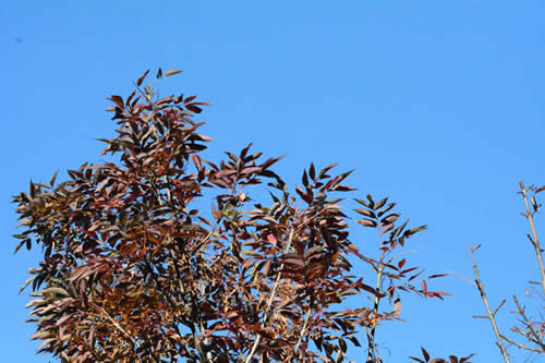 White Ash Maroon Leaves