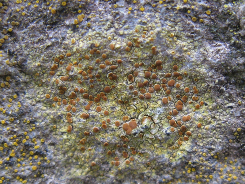 Sulphur Firedot Lichen, Caloplaca flavovirescens