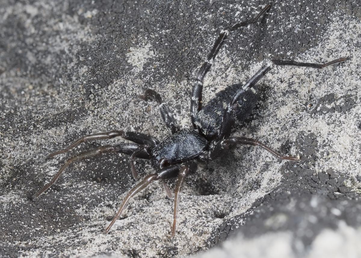 Castianeira longipalpata