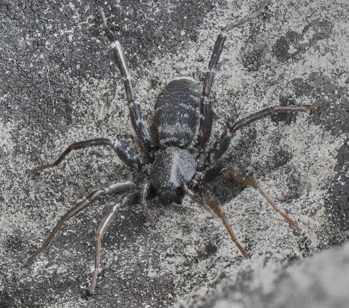 Castianeira longipalpata. Photo by John Reaume. 
