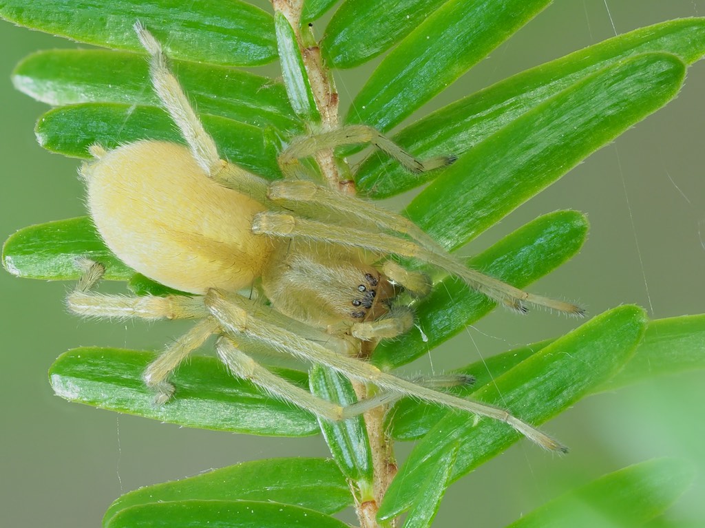 Immature Cheiracanthium mildei found in The Arboretum. Photo by John Reaume. 
