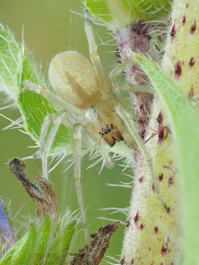 Immature Cheiracanthium mildei found in The Arboretum. Photo by John Reaume. 