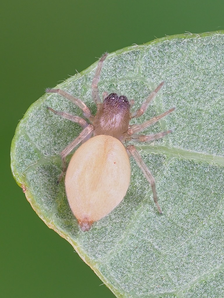 Clubiona pygmaea
