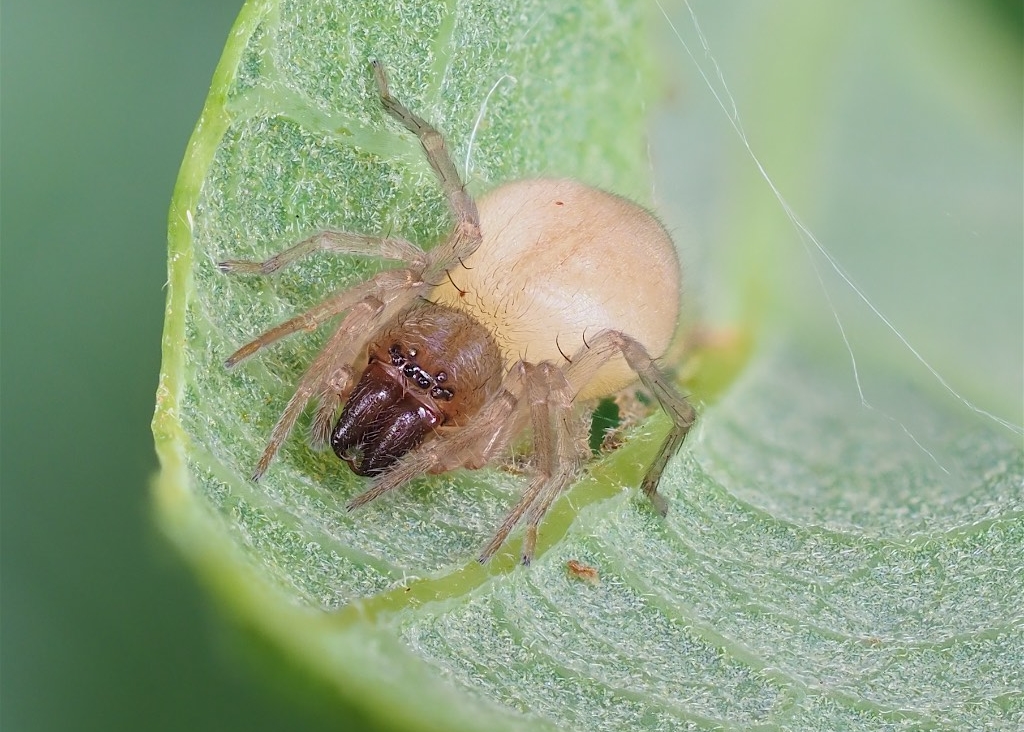 Clubiona pygmaea found in The Arboretum. Photo by John Reaume. 