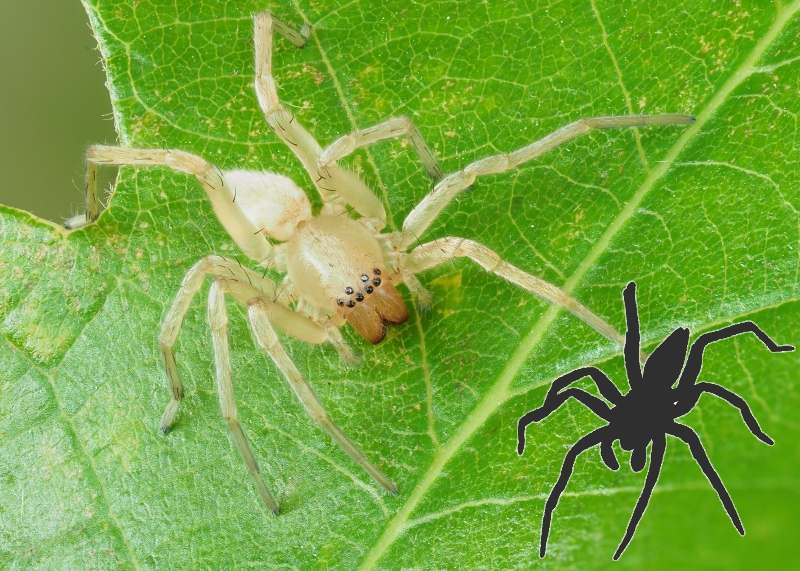 Clubionidae