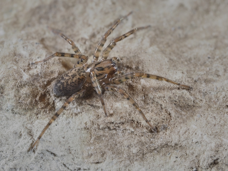 Coras juvenilis