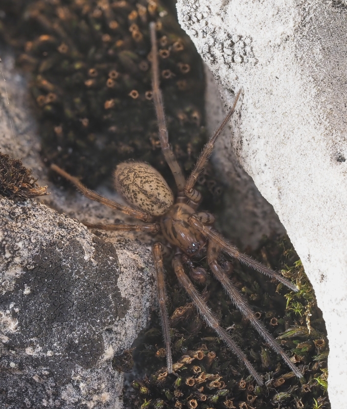 Coras juvenilis