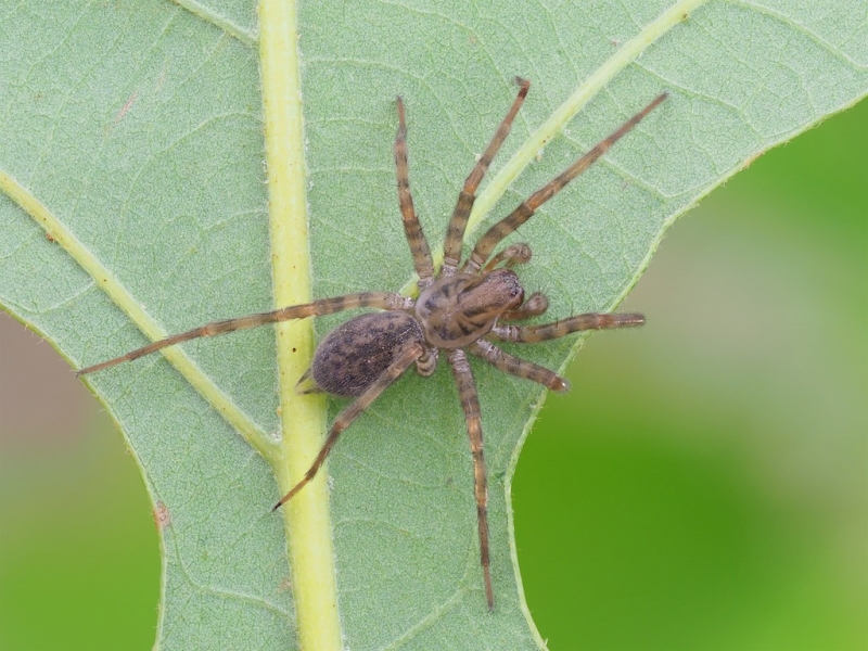 Coras juvenilis