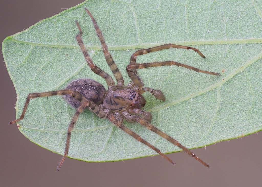 Coras juvenilis