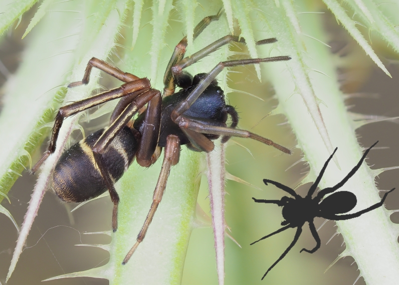 Corinnidae