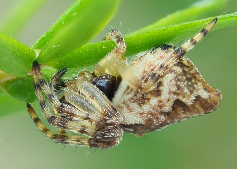 Cyclosa conica (Conical Trashline Orbweaver)