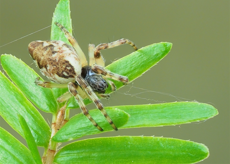 Cyclosa conica (Conical Trashline Orbweaver)