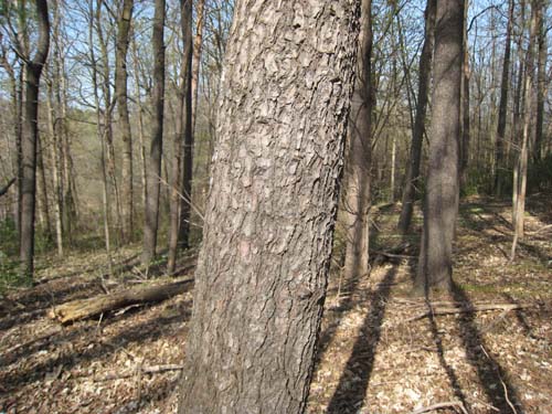 White pine bark