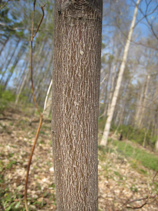 Alternate-leaved Dogwood - Cornus alternifolia | The Arboretum