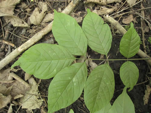 White Ash Green Leaves