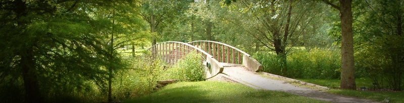 Bridge in the World of Trees Collection