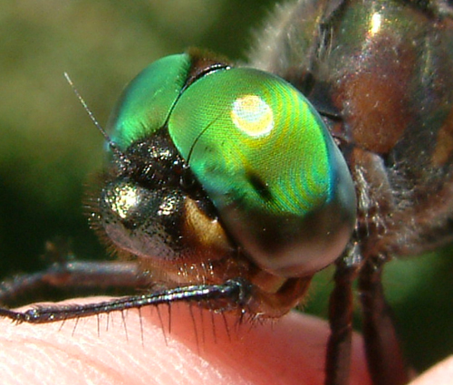 Emerald Dragon Fly