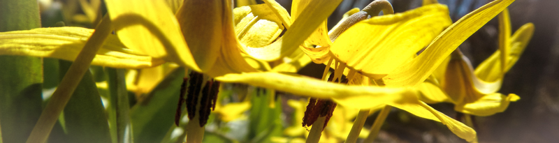 Garden Flowers