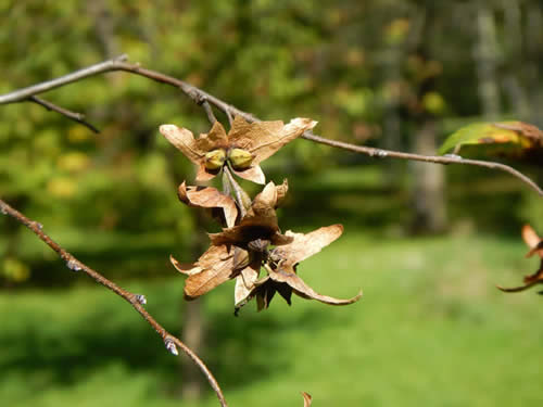 Blue Beech Tree Fruits