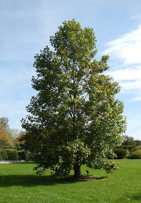 Tulip Tree