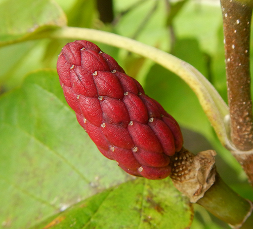 Ripe Cucumber Tree Fruit