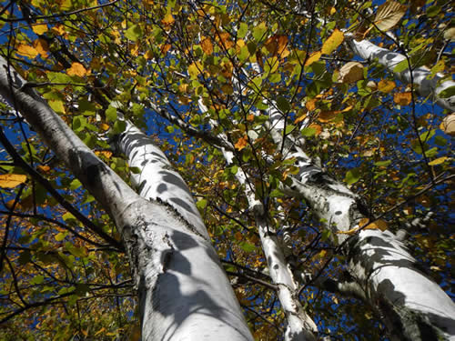 Paper Birch Trees