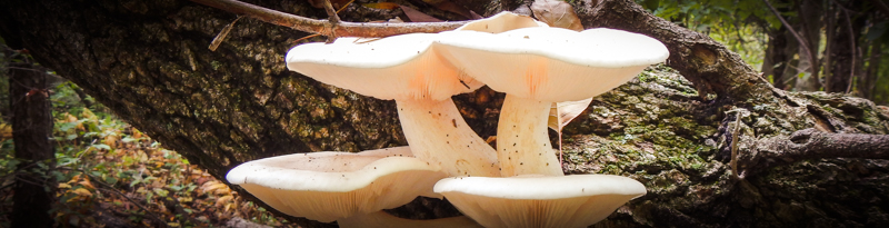 mushrooms growing off tree