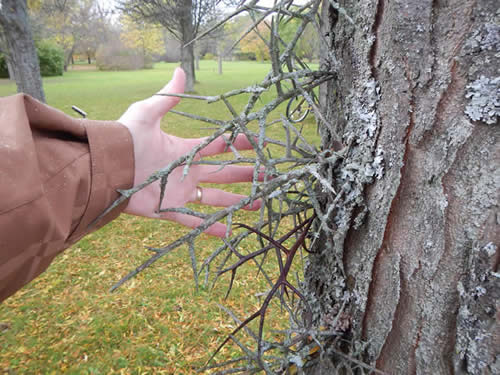 Honey Locust Spines