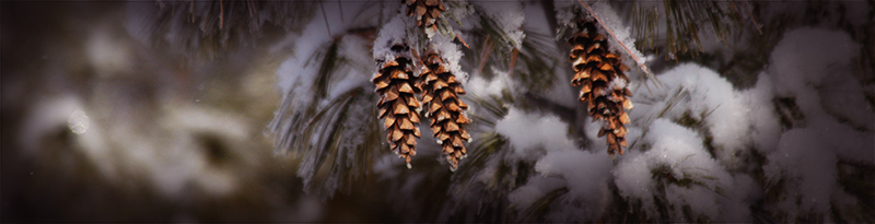 pine cones