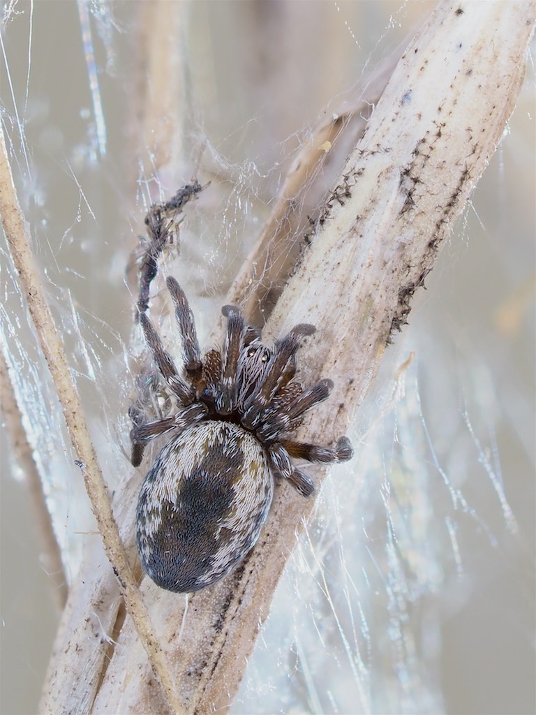 Dictyna volucripes