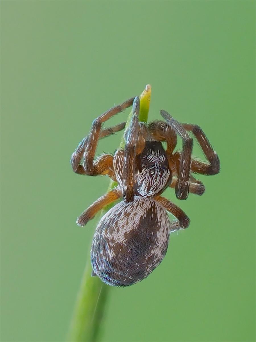  Immature Dictyna volucripes found in The Arboretum. Photo by John Reaume. 