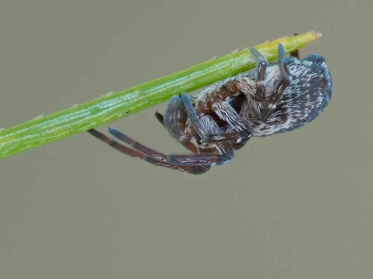  Immature Dictyna volucripes found in The Arboretum. Photo by John Reaume. 