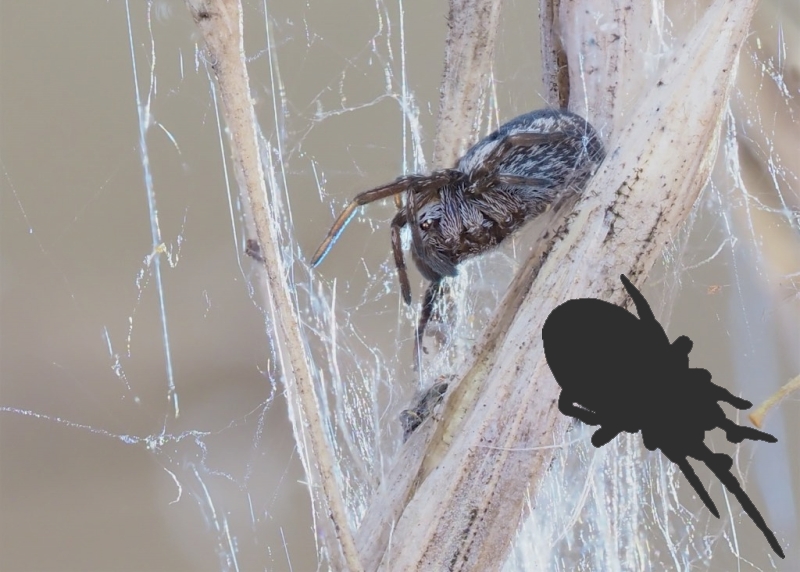 Dictynidae