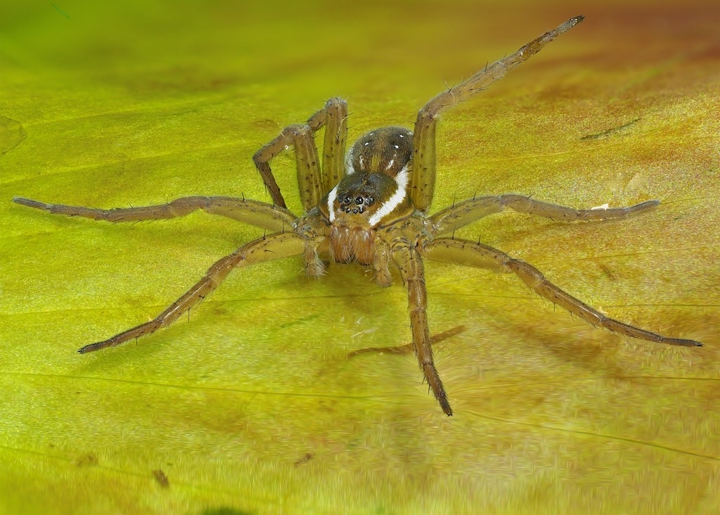 Dolomedes triton (Sixspotted Fishing Spider). Photo by John Reaume. 