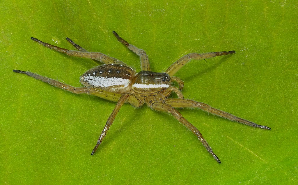 Dolomedes triton (Sixspotted Fishing Spider). Photo by John Reaume. 