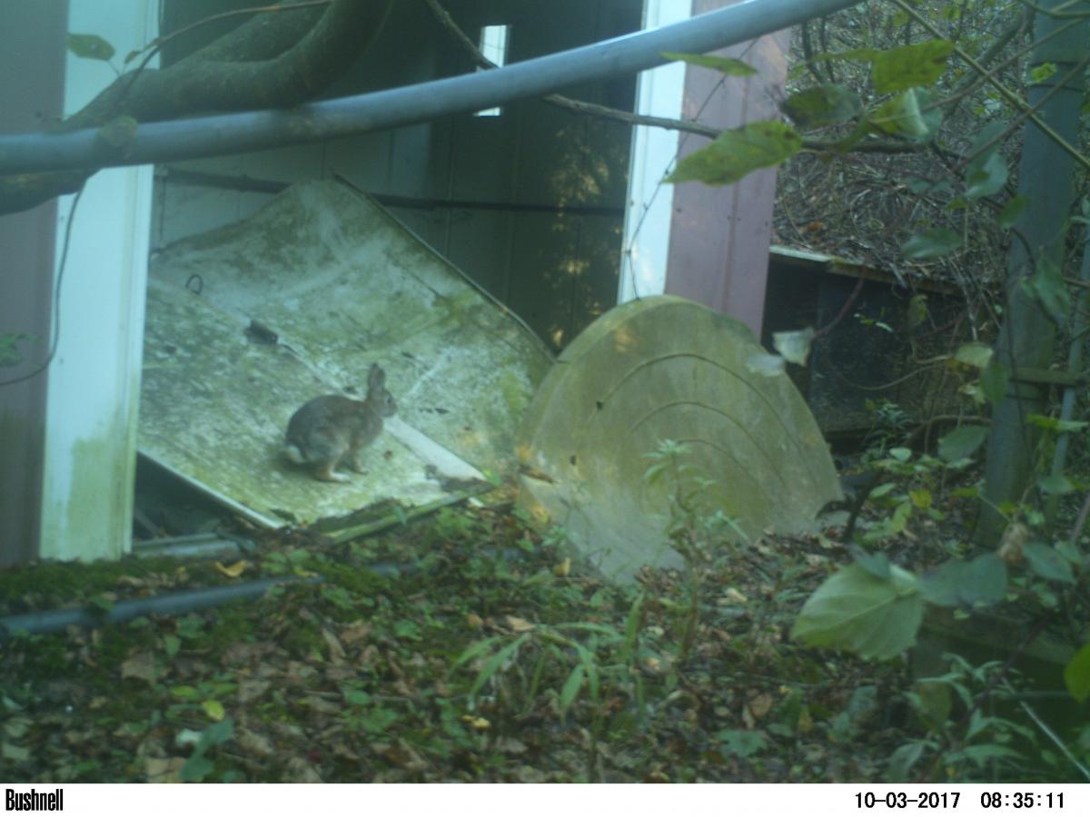 Camera trap image of racoon latrine