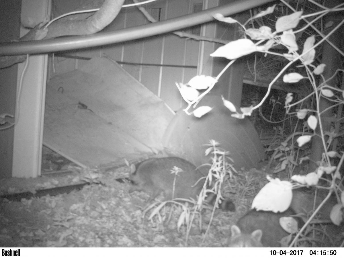 Camera trap image of racoon latrine