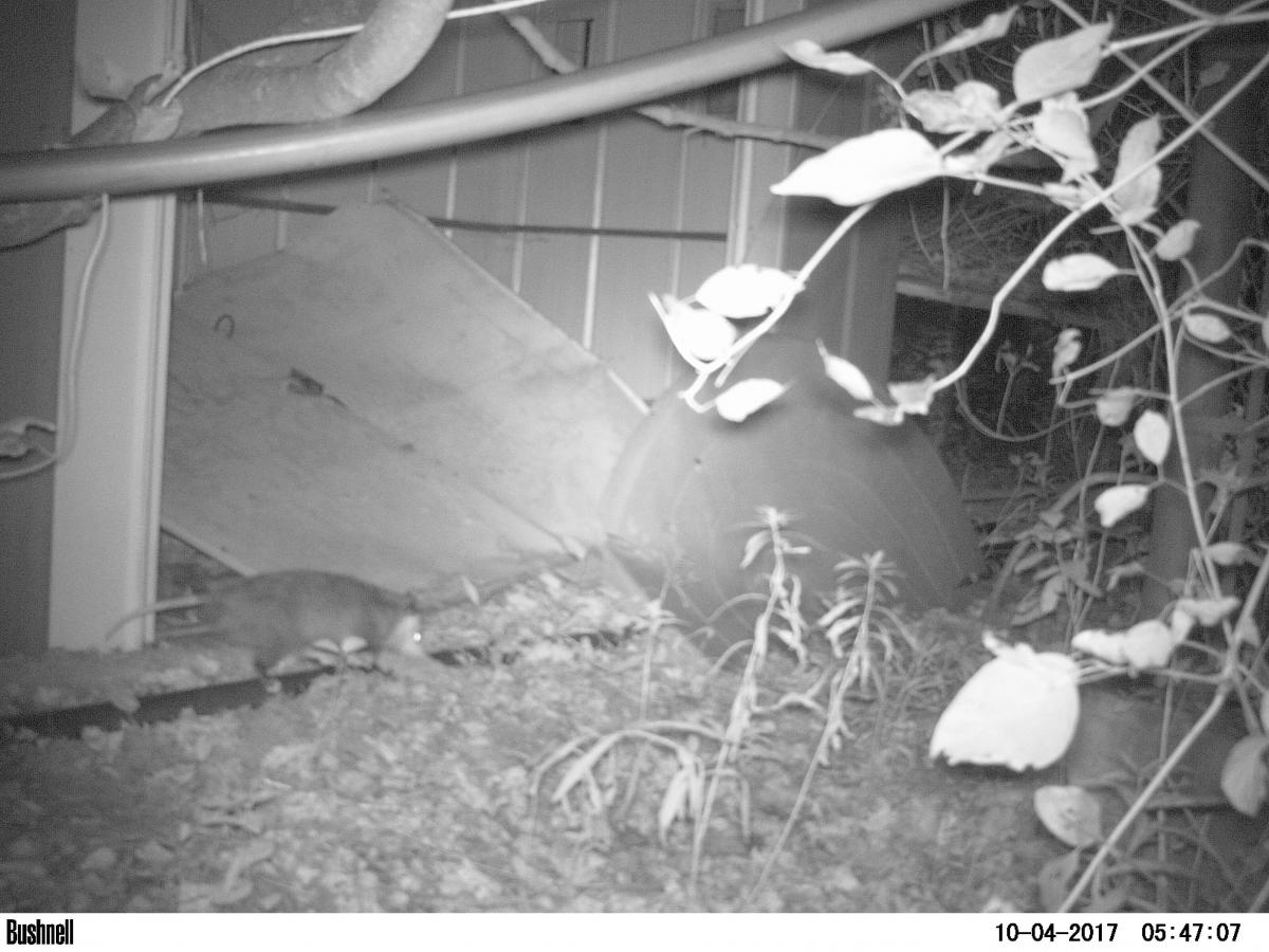 Camera trap image of racoon latrine