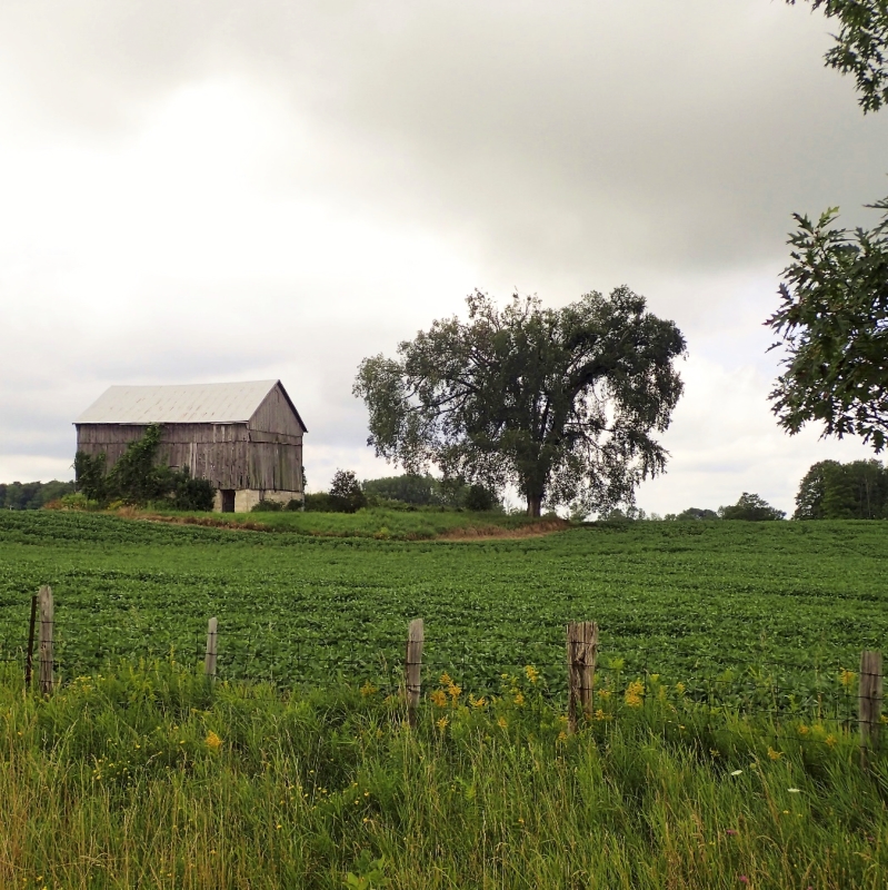 elm tree next to barn