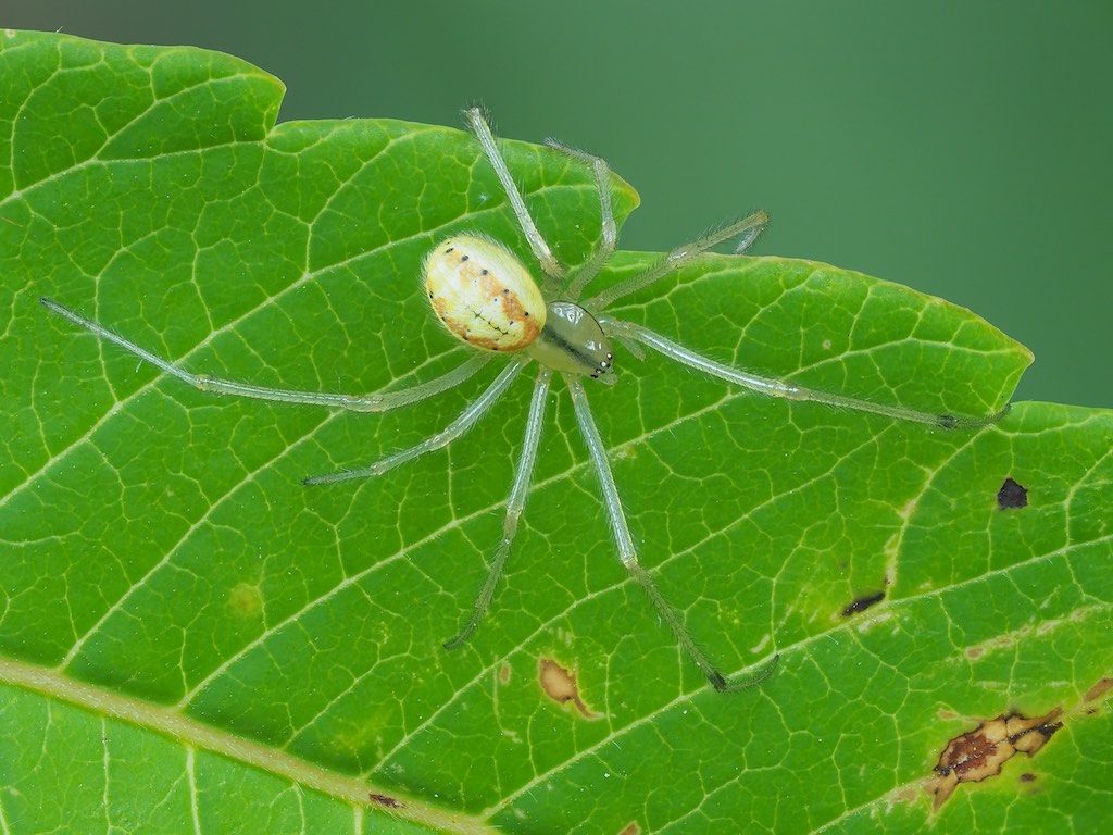 Enoplognatha ovata (Candy Stripe Spider). Photo by John Reaume. 