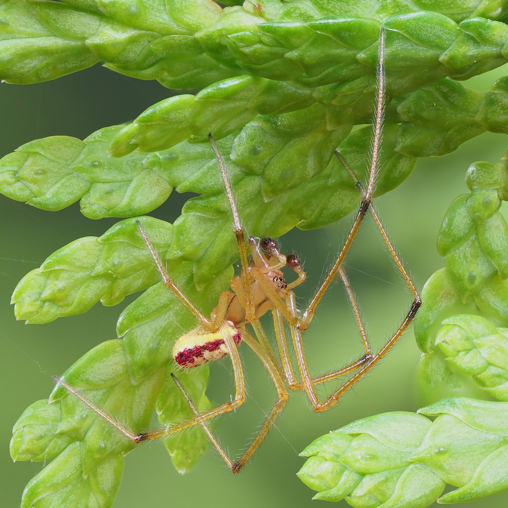 Enoplognatha ovata (Candy Stripe Spider). Photo by John Reaume. 