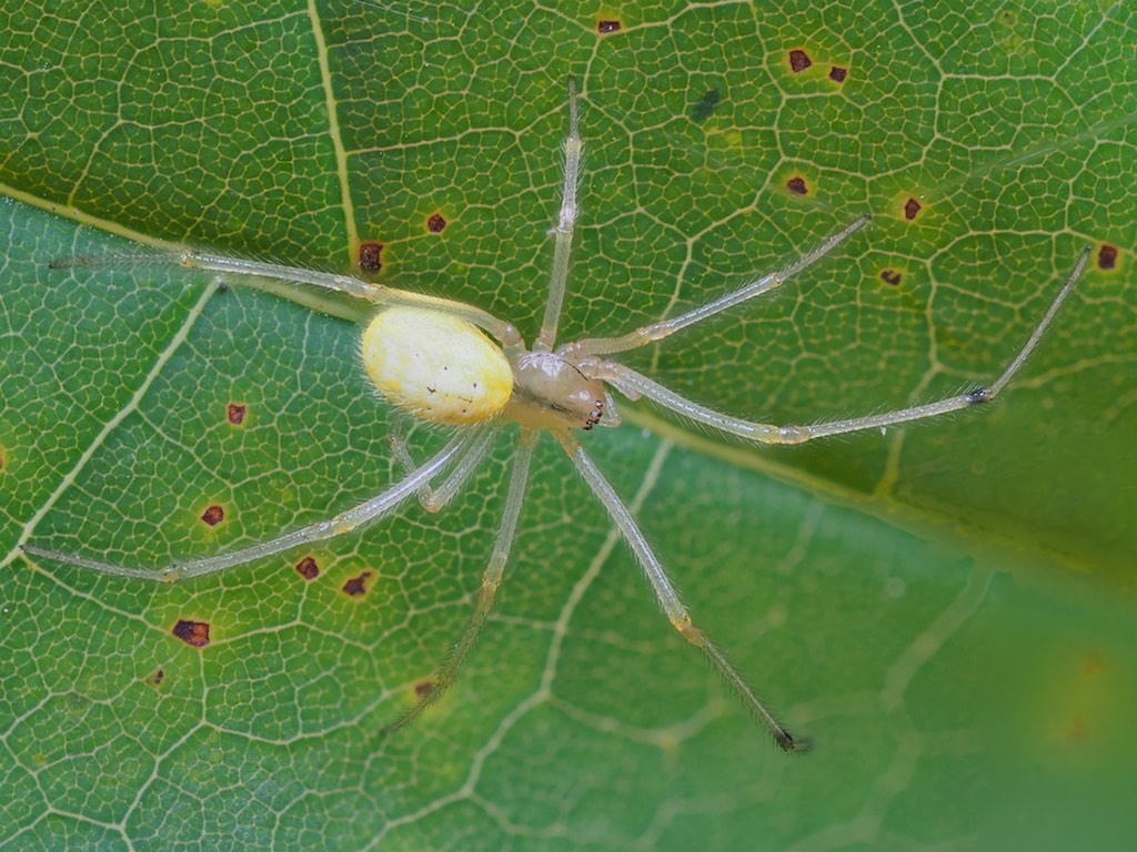 Enoplognatha ovata (Candy Stripe Spider). Photo by John Reaume. 