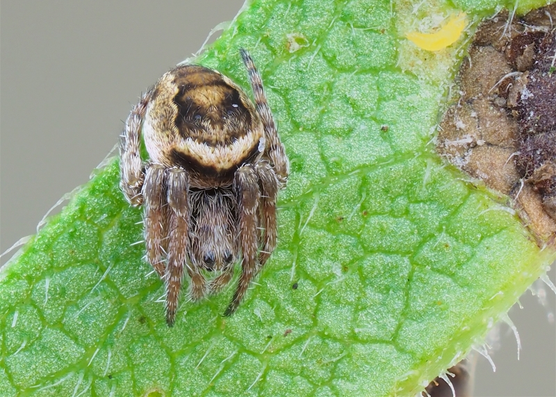 Eustala anastera (Humpbacked Orbweaver)