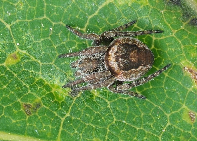 Eustala anastera (Humpbacked Orbweaver)