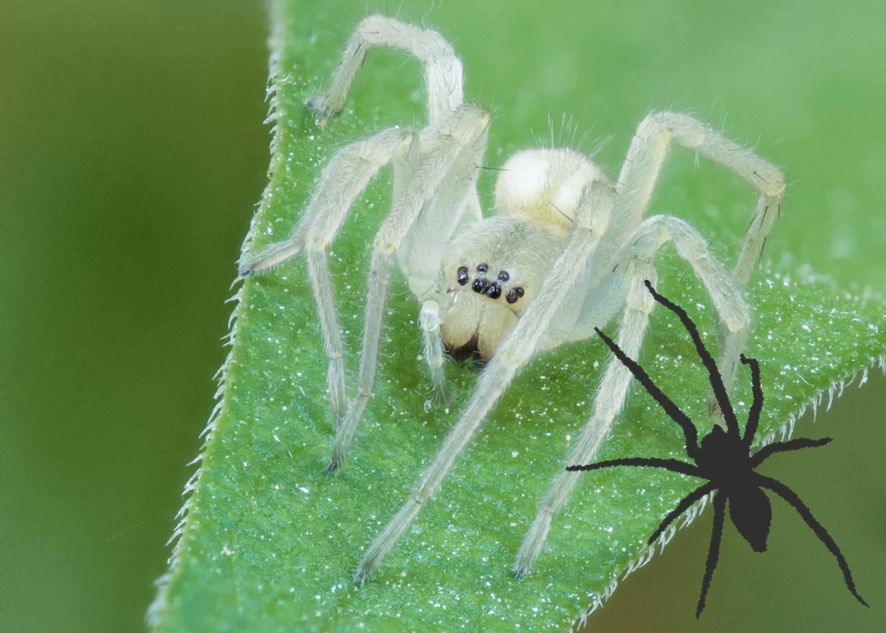 Euthichuridae