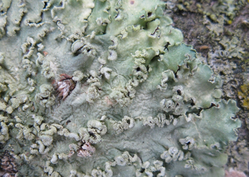 Powder-edged Speckled Greenshield Lichen, Flavopunctelia soredica