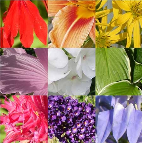 flower colours Quiz