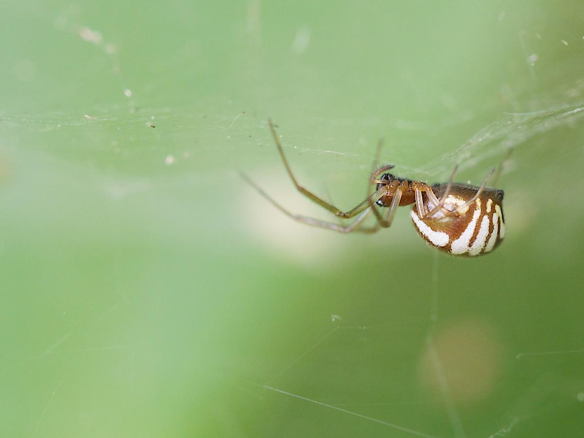 Frontinella communis (Bowl and Doily Spider). Photo by John Reaume. 